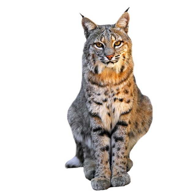 American-Lynx.jpeg
