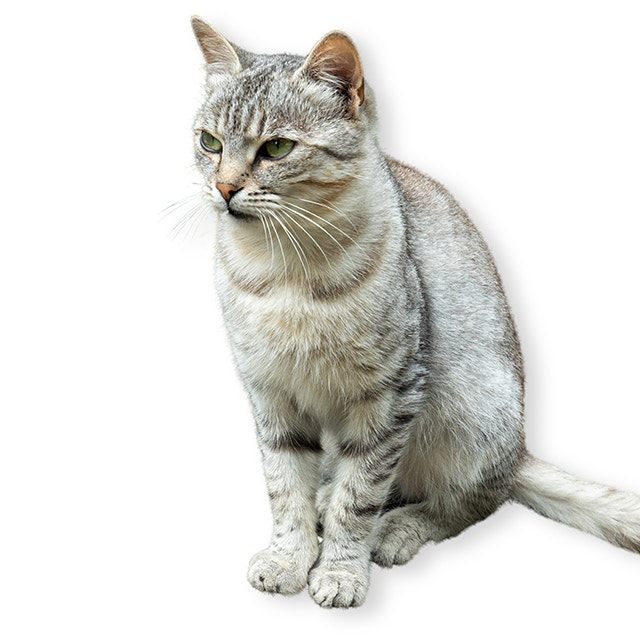 Ceylon-Cat.jpg