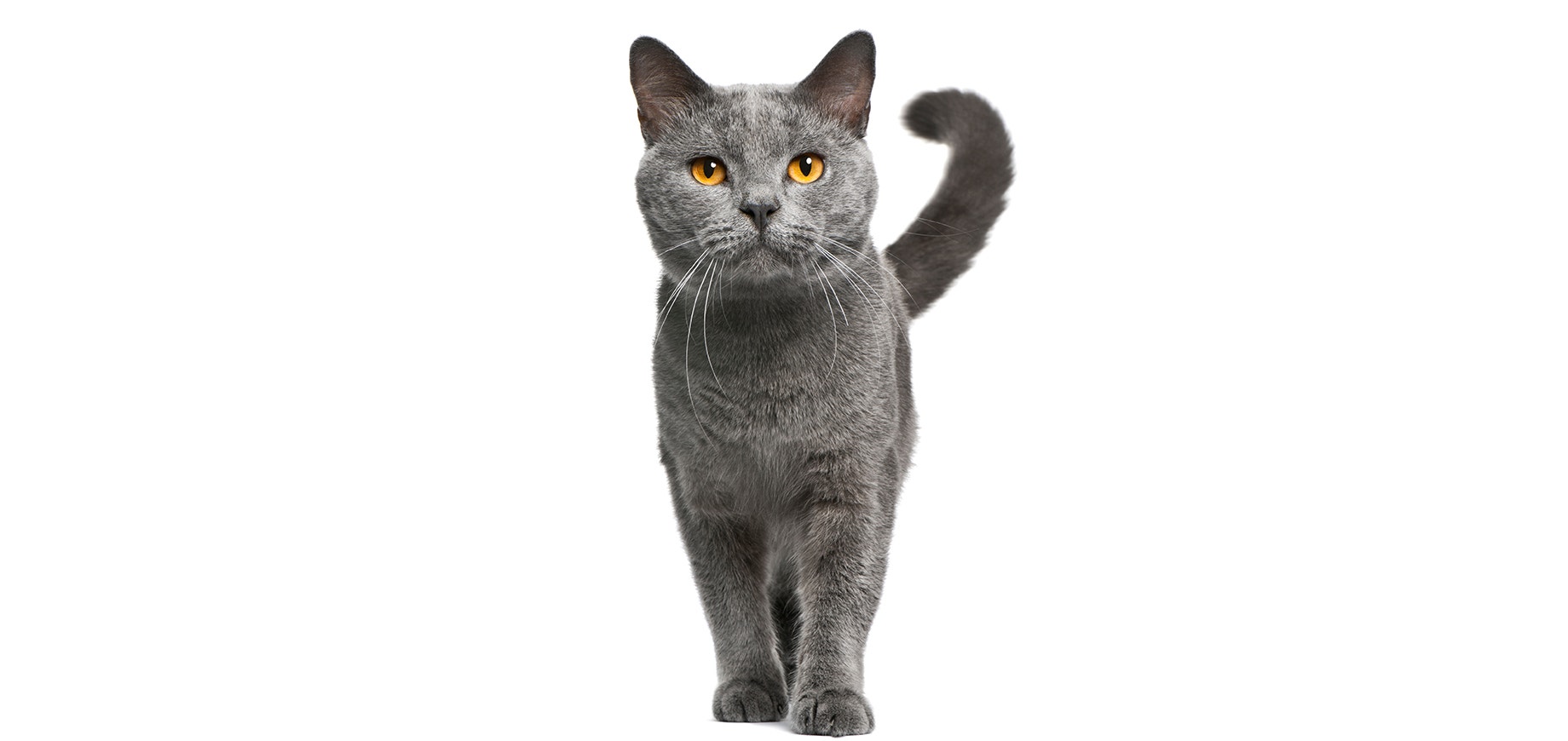 Chartreux.jpeg
