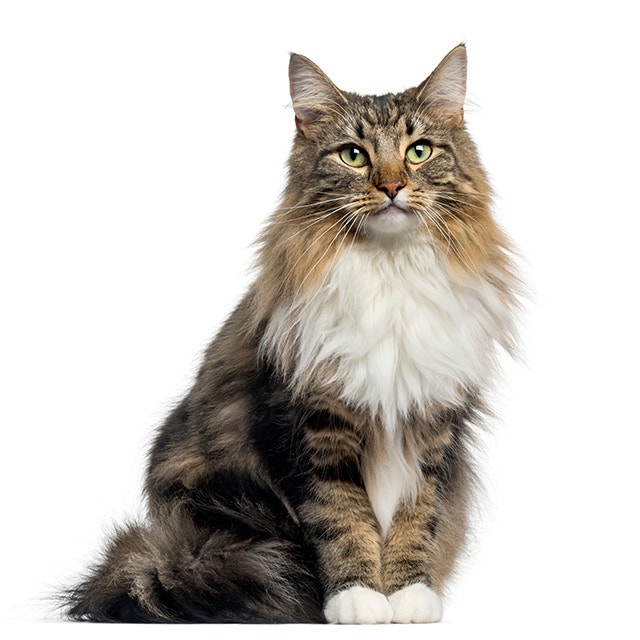 Norwegische Waldkatze sitzt aufrecht vor weißem Hintergrund