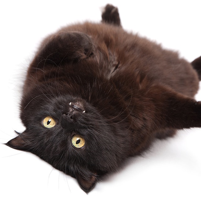 Perserkatze-Langhaar-Black.jpeg
