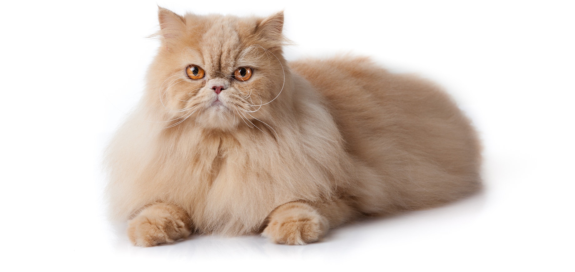 Perserkatze-Langhaar-Braun.jpeg