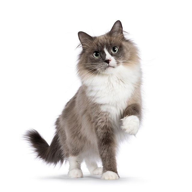 Ragdoll-Katze vor weißem Hintergrund