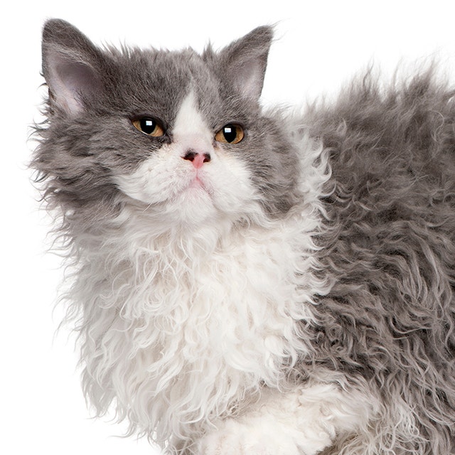 Sellkirk-Rex.jpeg