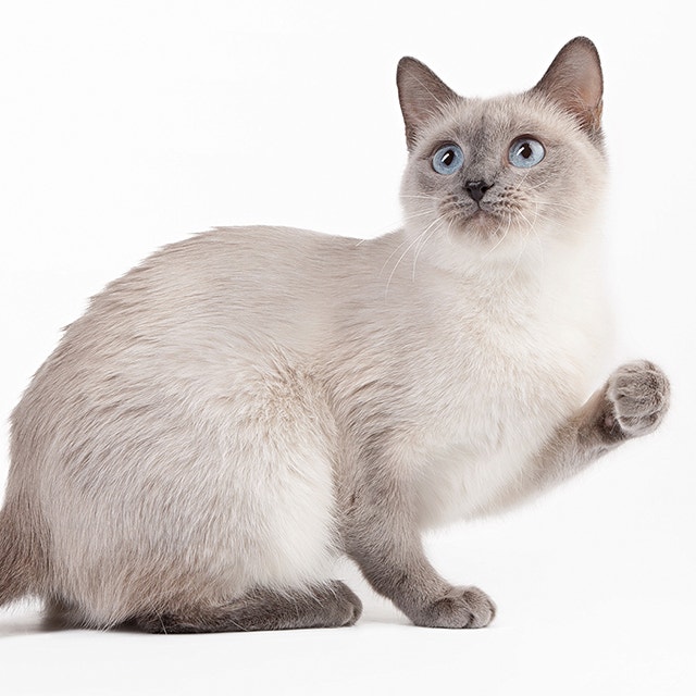 Thaikatze.jpg