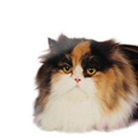 large_perserkatze-langhaar-tortie-0.png