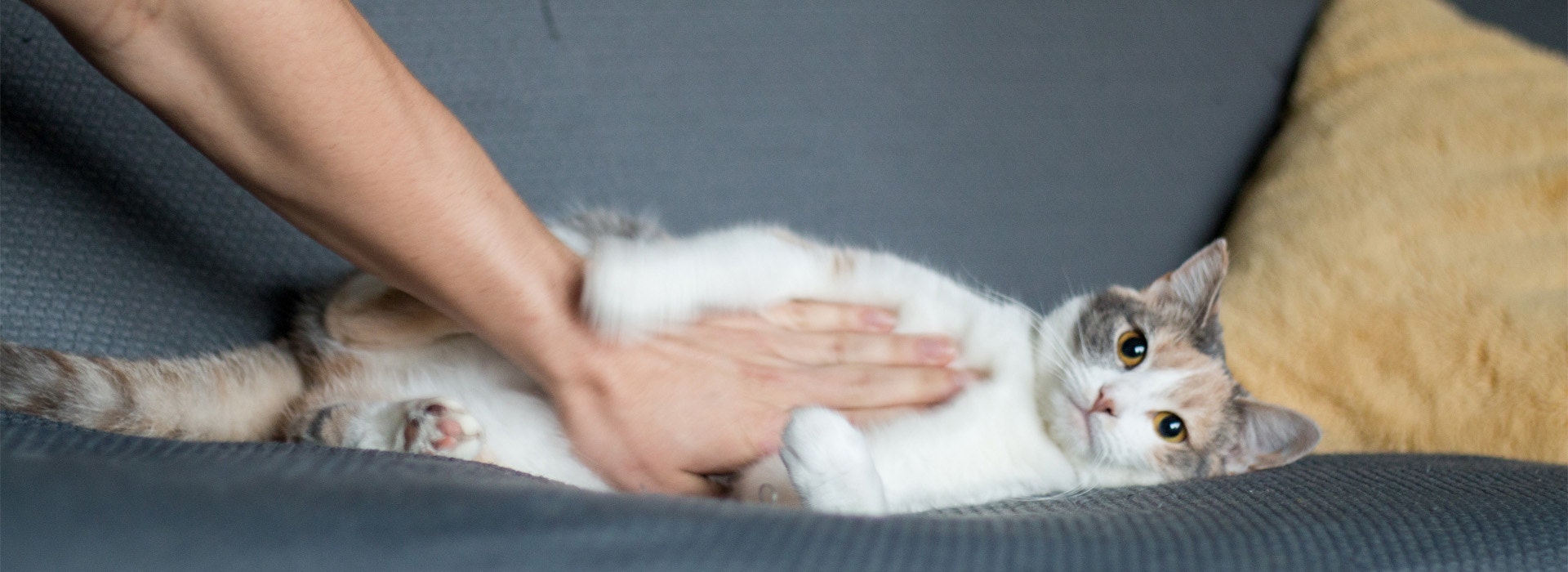 Wie erkenne ich, ob meine Katze übergewichtig ist?