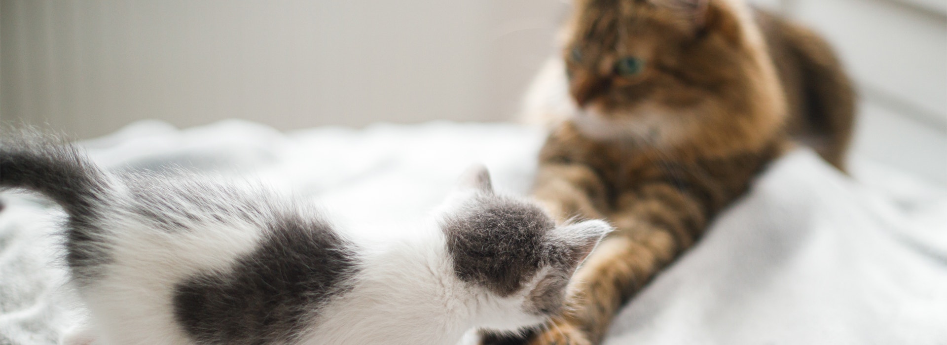 comment-presenter-un-nouveau-Chaton-a-son-chat.jpg