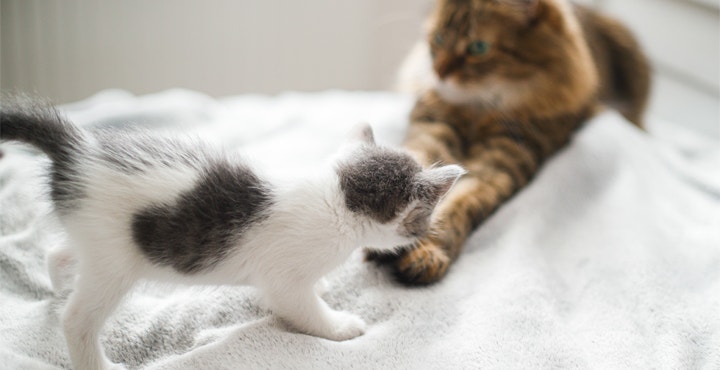 comment-presenter-un-nouveau-Chaton-a-son-chat.jpg