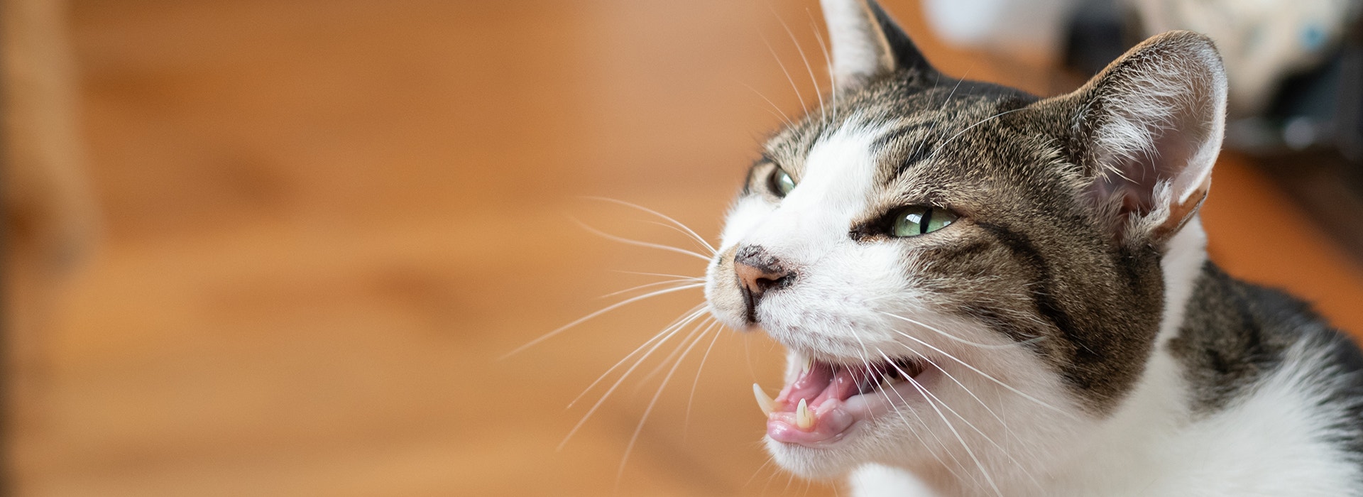 Getigerte Katze miaut mit offenem Maul