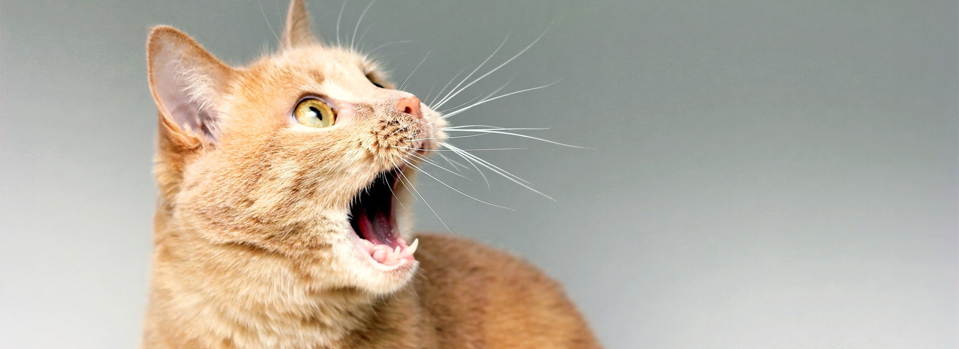 miaulement-du-chat-comprendre-le-chat.jpg