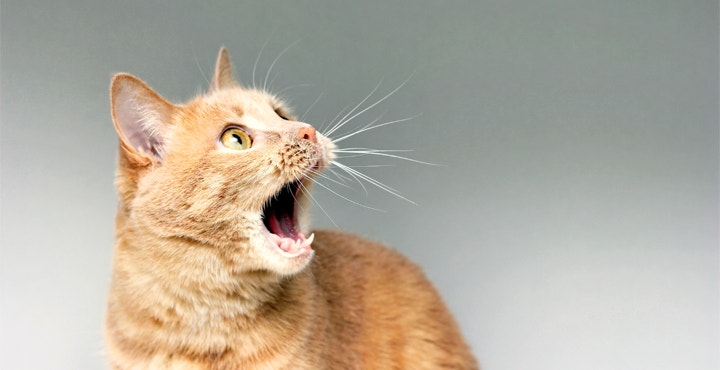 miaulement-du-chat-comprendre-le-chat.jpg