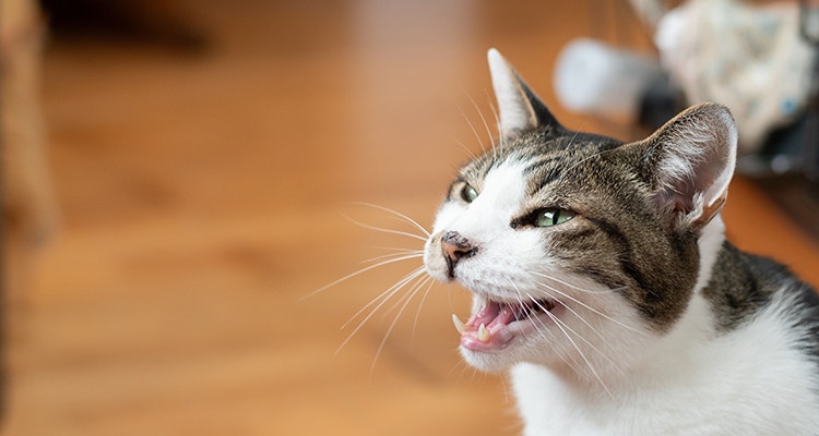 Getigerte Katze miaut mit offenem Maul