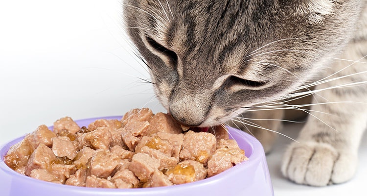 grau getigerte Katze frisst aus lila Schüssel