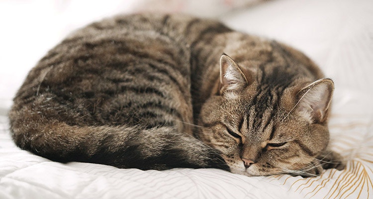 schlafende Katze