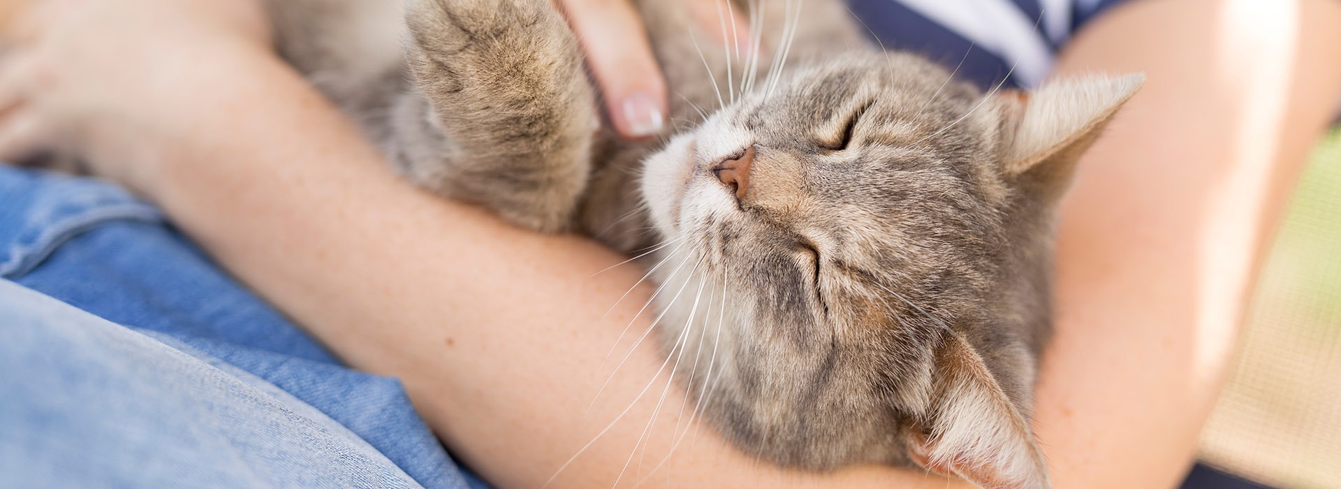 Katze und Besitzer kuscheln.