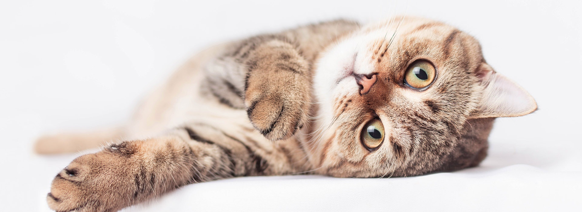 getigerte Katze mit großen Augen