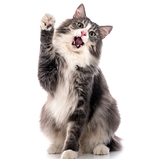 Siberian Forest Cat