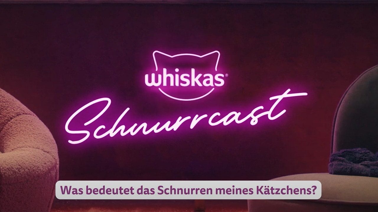 Was bedeutet das Schnurren meines Kätzchens?