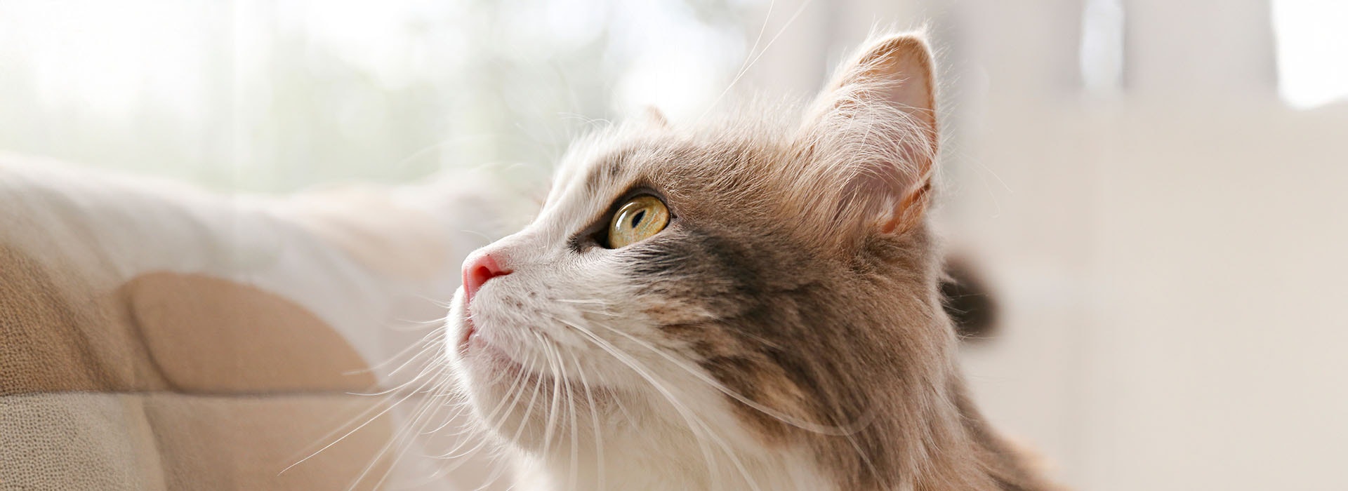 Katze schaut in die Ferne
