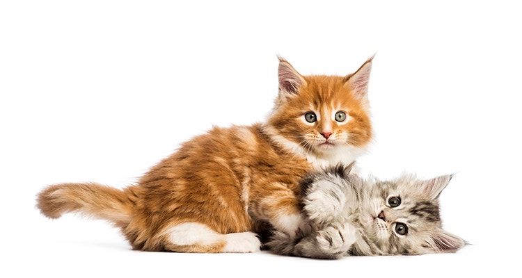 Zwei junge Katzen beim spielerischen Kennenlernen