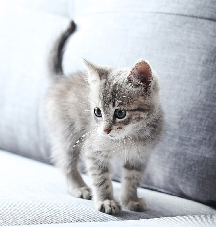 Adoption eines Kätzchens