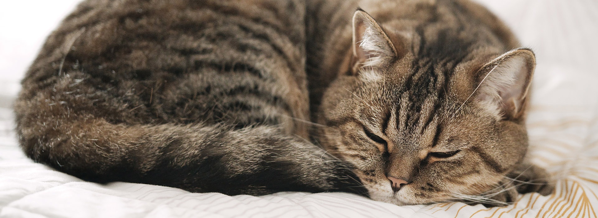 schlafende Katze