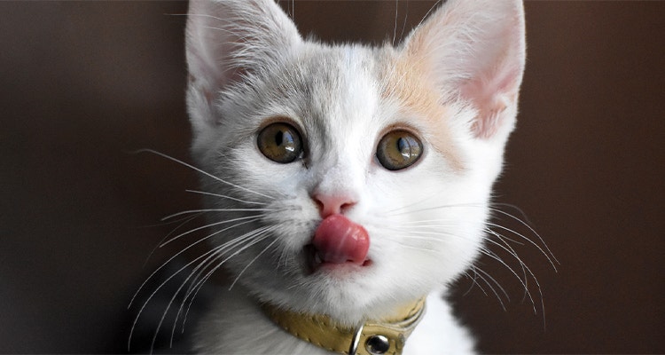 Weißes Kätzchen leckt sich über die Lippen