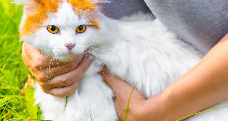 Person hält eine flauschige weiß-orange Katze im Arm, während sie im grünen Gras draußen sitzen.