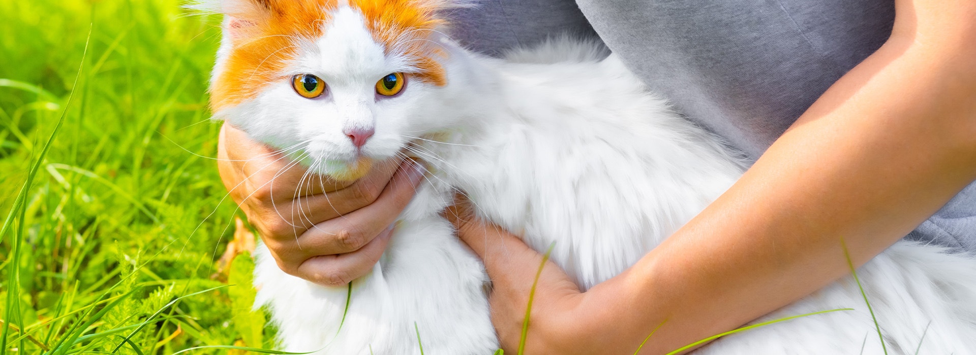 Person hält eine flauschige weiß-orange Katze im Arm, während sie im grünen Gras draußen sitzen.