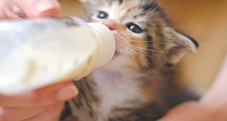 Kleine Katze wird mit Milchflasche gefüttert