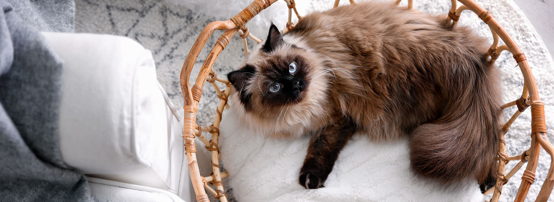 Balinesische Katze im Körbchen zu Hause