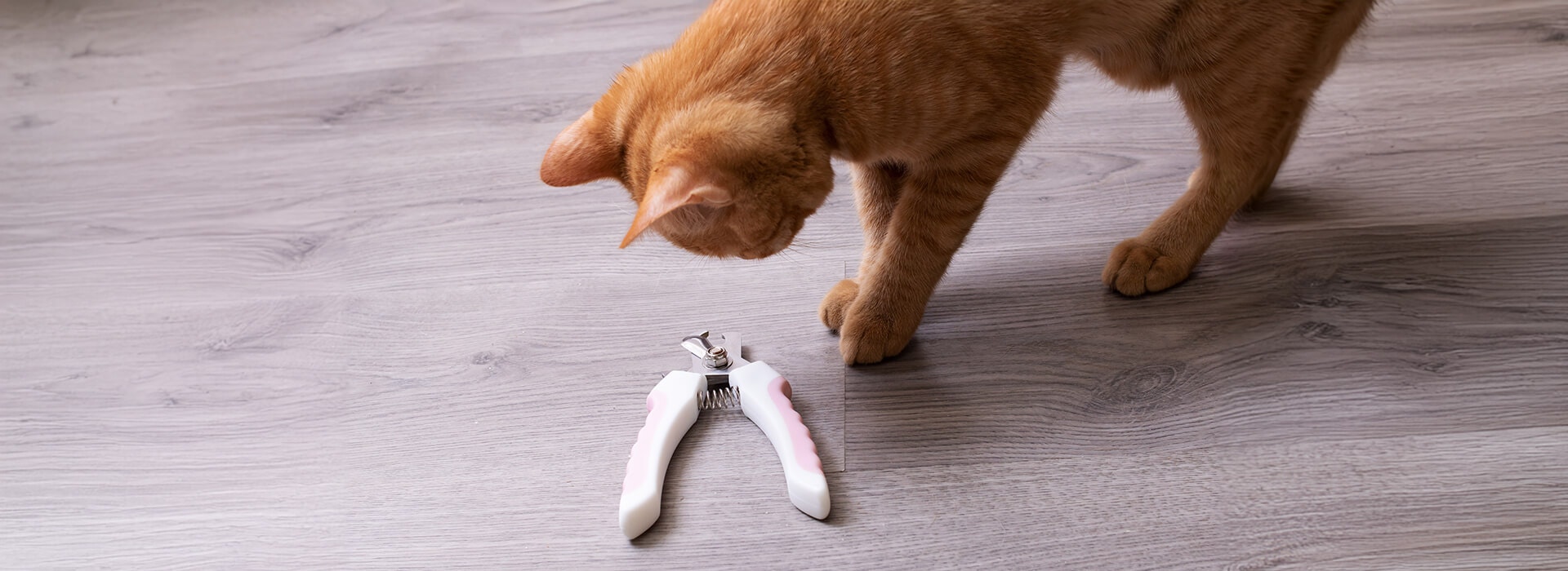 Ginger Kätzchen schaut sich die Schere an, um die Krallen zu schneiden.