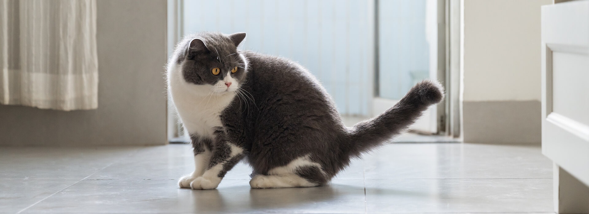 Britisch-Kurzhaar-Katze mit erhobenem Schwanz