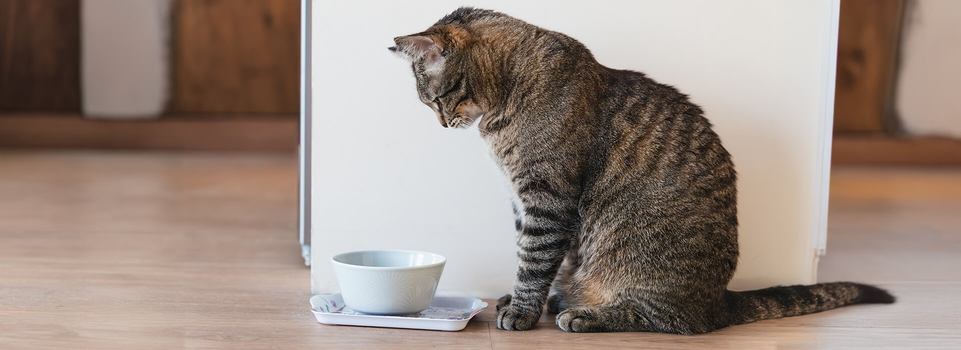 Katze schaut in einen Napf