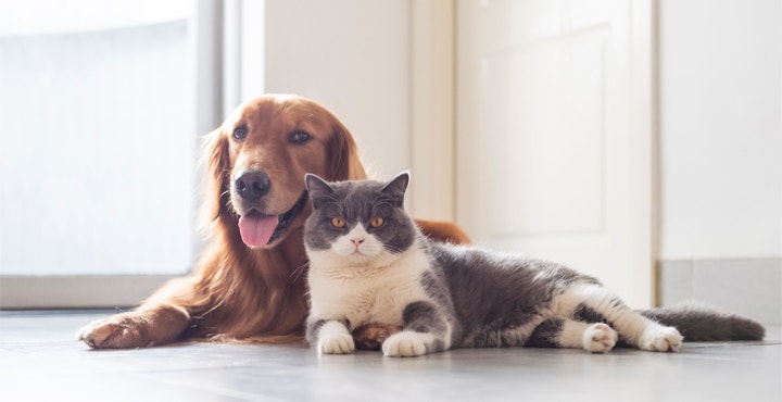 astuces-pour-une-cohabitation-harmonieuse-entre-chat-chien-oiseaux.jpg