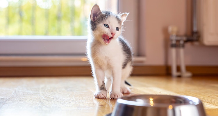 Kätzchen leckt sich die Lippen neben einem Napf, der auf dem Wohnzimmerboden neben einem Fenster steht