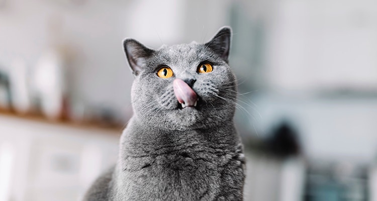 Britisch-Kurzhaar-Katze mit herausgestreckter Zunge, die sich die Lippen leckt