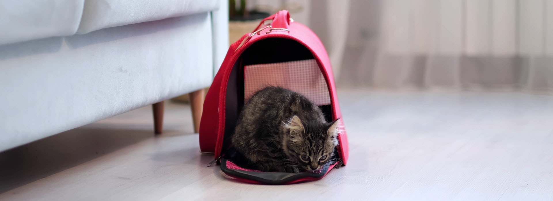 getigertes Kätzchen in offenem Tiertransporter sitzend