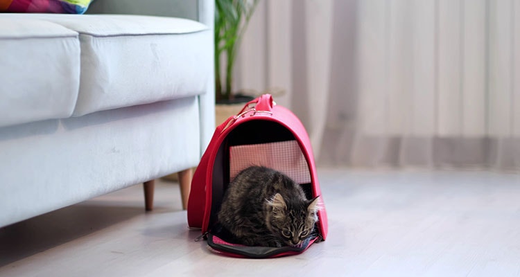 getigertes Kätzchen in offenem Tiertransporter sitzend