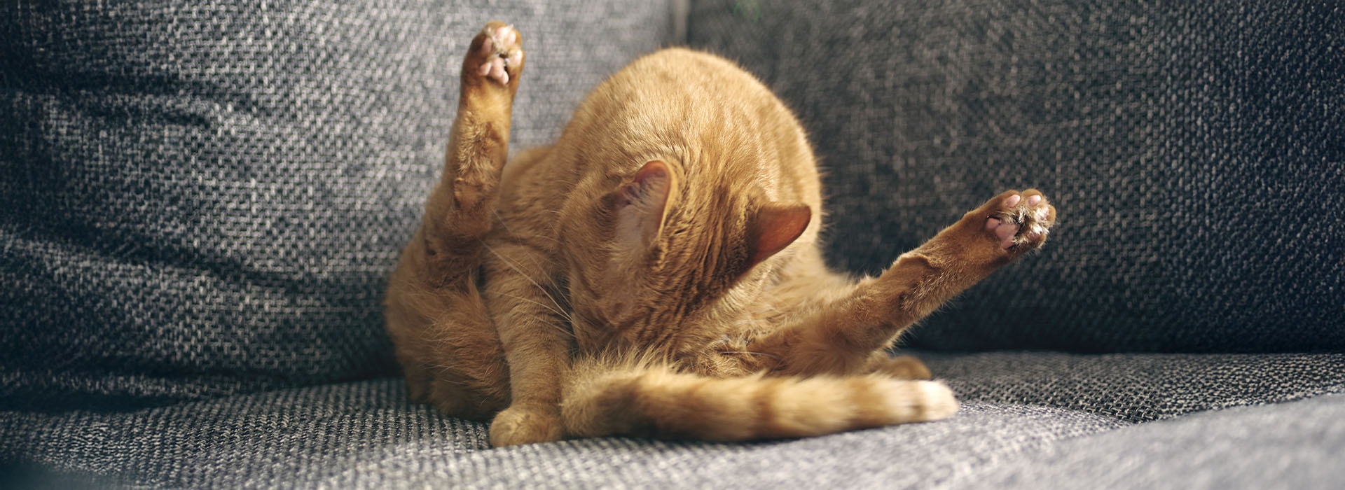 Rotschopfkatze leckt sich selbst