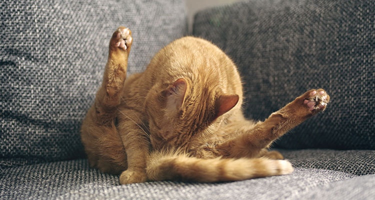 Rotschopfkatze leckt sich selbst