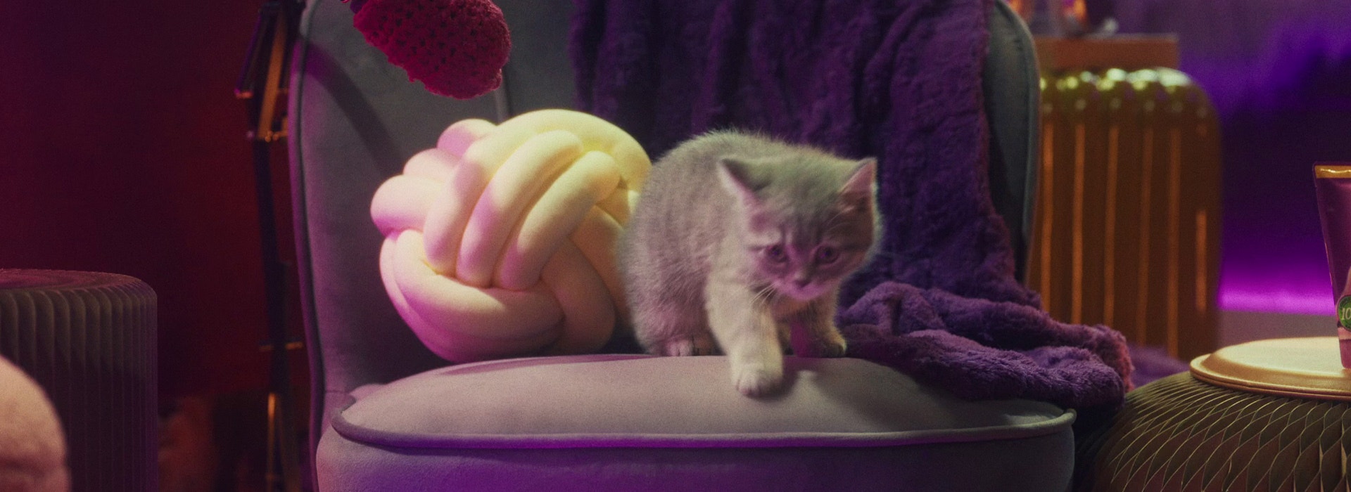 Dürfen Katzen unser Essen fressen?