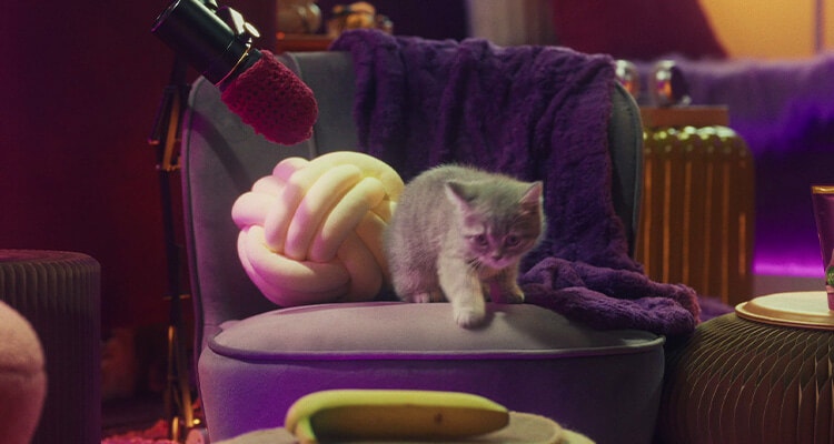 Können Kätzchen menschliche Nahrung essen?