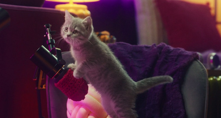 Brauchen Kätzchen spezielles Kätzchenfutter?