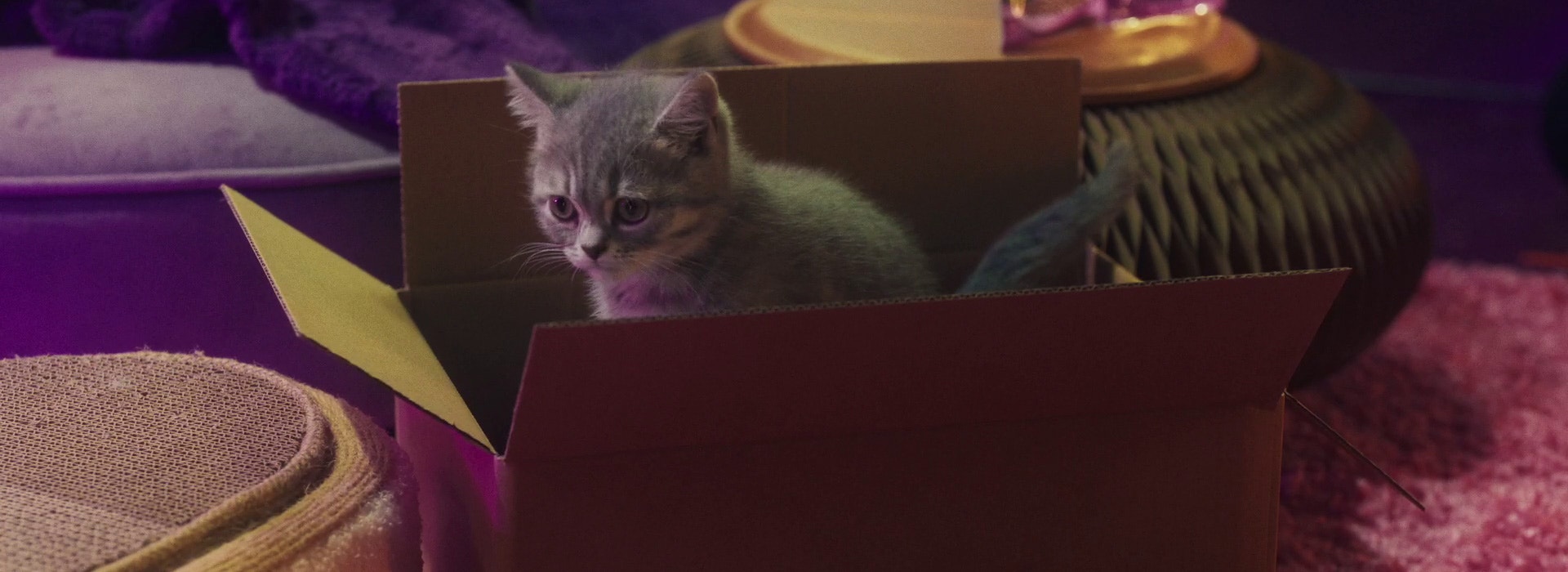 Wie sorge ich dafür, dass sich mein neues Kätzchen wie zu Hause fühlt?