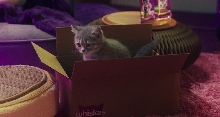 Wie sorge ich dafür, dass sich mein neues Kätzchen wie zu Hause fühlt?