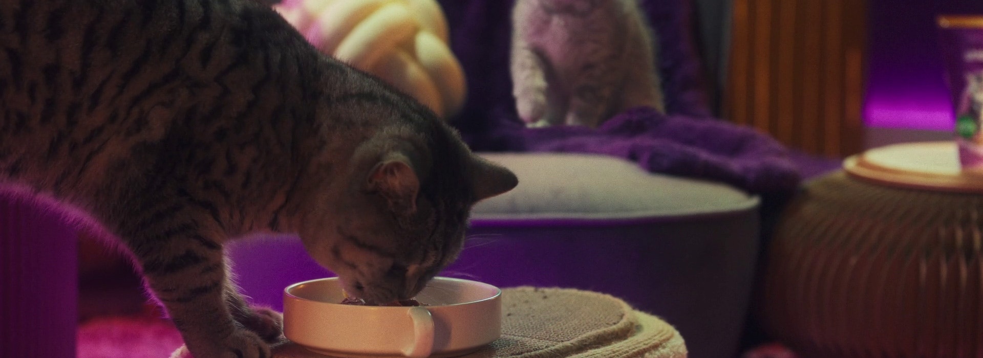 Wann stelle ich mein Kätzchen auf Erwachsenenfutter um?