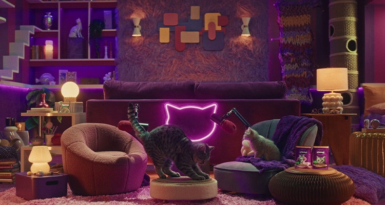 Was zum Teufel macht mein Kätzchen?