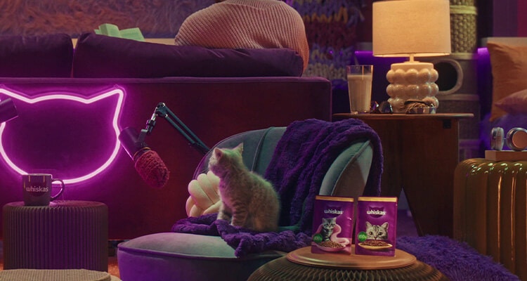 Was sollte mein Kätzchen trinken?